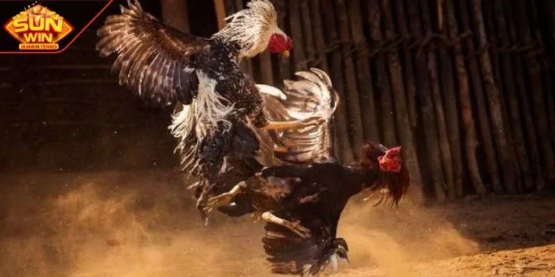 Bí kíp cá cược đấu gà mỹ hiệu quả từ chuyên gia