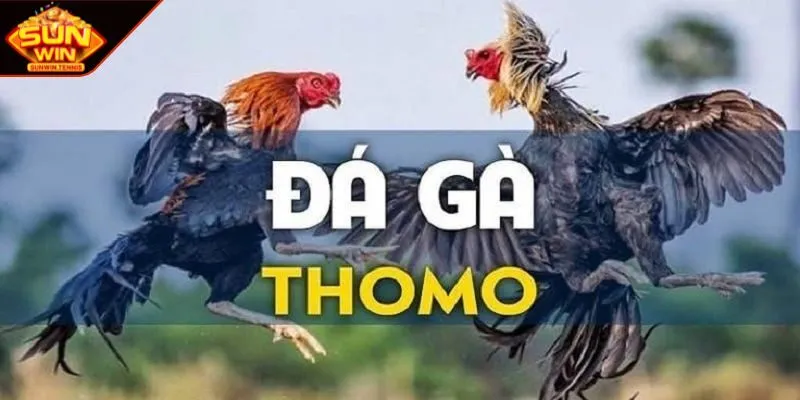 Khái niệm đá gà Thomo trực tuyến đỉnh cao giải trí