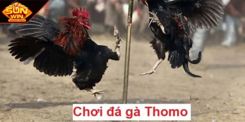 Thomo cựa dao nơi khẳng định bản lĩnh chiến kê